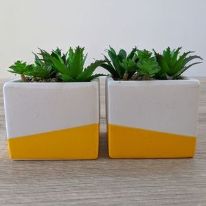 Color box terrarium, set of 2